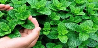 Discover the Benefits of Growing Mint at Home in Mint Marvel