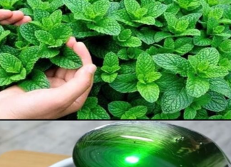 Discover the Benefits of Growing Mint at Home in Mint Marvel