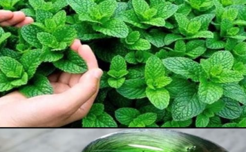 Discover the Benefits of Growing Mint at Home in Mint Marvel