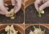 How to grow ginger at home to have an endless supply (and make it flower)