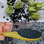 Discover the Amazing Health Benefits of Black Cumin Seeds
