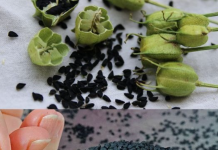 Discover the Amazing Health Benefits of Black Cumin Seeds