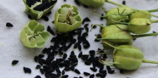 Discover the Amazing Health Benefits of Black Cumin Seeds