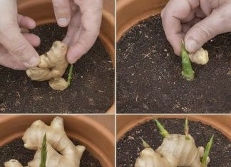 How to grow ginger at home to have an endless supply (and make it flower)