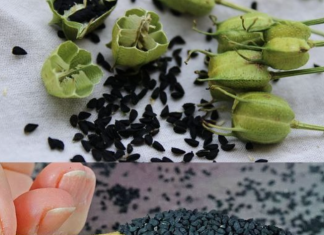 Discover the Amazing Health Benefits of Black Cumin Seeds