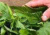 The Unsung Hero in Your Garden: Discover the Power of Nettle