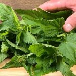 The Unsung Hero in Your Garden: Discover the Power of Nettle