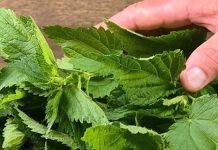 The Unsung Hero in Your Garden: Discover the Power of Nettle