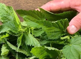 The Unsung Hero in Your Garden: Discover the Power of Nettle
