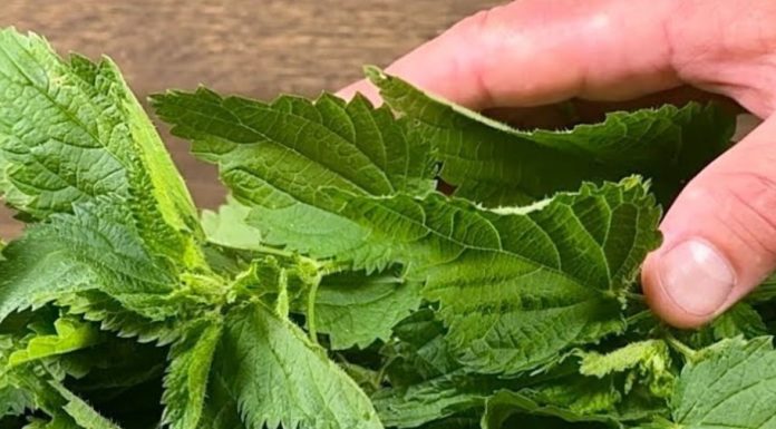 The Unsung Hero in Your Garden: Discover the Power of Nettle