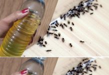 It just takes two minutes to get rid of flies and mosquitoes by spraying this natural repellent that you made yourself.