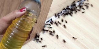 It just takes two minutes to get rid of flies and mosquitoes by spraying this natural repellent that you made yourself.