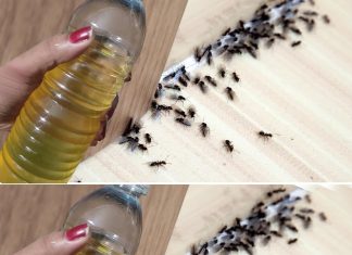 It just takes two minutes to get rid of flies and mosquitoes by spraying this natural repellent that you made yourself.