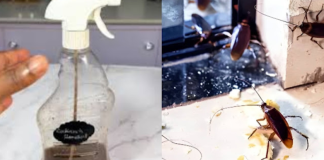 Magic Clove: A Quick and Natural Remedy to Combat Cockroaches