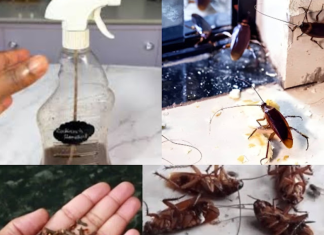 Magic Clove: A Quick and Natural Remedy to Combat Cockroaches