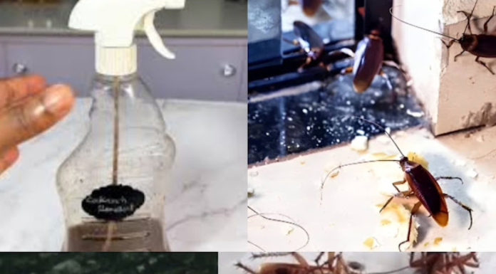 Magic Clove: A Quick and Natural Remedy to Combat Cockroaches