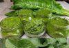 The Remarkable Benefits of Horseradish Leaves: Your Guide to Wellness and Culinary Creativity