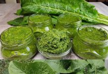 The Remarkable Benefits of Horseradish Leaves: Your Guide to Wellness and Culinary Creativity