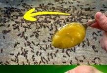 There is no foolproof method for getting rid of garden ants; they may be eliminated in ten seconds.