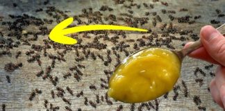 There is no foolproof method for getting rid of garden ants; they may be eliminated in ten seconds.