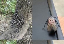 If You Ever Spot This Insect, Get Rid of It Immediately!