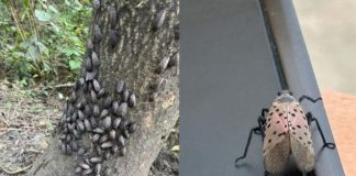 If You Ever Spot This Insect, Get Rid of It Immediately!