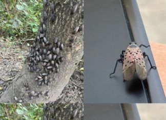 If You Ever Spot This Insect, Get Rid of It Immediately!