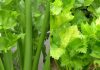 Clean the Kidneys, Liver, and Lungs – Bacteria Killer! All the Dirt Comes Out with Celery