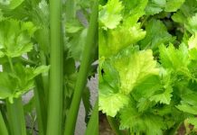 Clean the Kidneys, Liver, and Lungs – Bacteria Killer! All the Dirt Comes Out with Celery