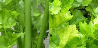 Clean the Kidneys, Liver, and Lungs – Bacteria Killer! All the Dirt Comes Out with Celery