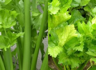 Clean the Kidneys, Liver, and Lungs – Bacteria Killer! All the Dirt Comes Out with Celery