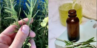 Unleash the Power of Rosemary: A Natural Remedy for Lush, Vibrant Hair