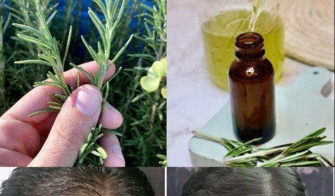 Unleash the Power of Rosemary: A Natural Remedy for Lush, Vibrant Hair