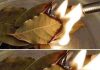 How Burning Bay Leaves Can Improve Indoor Air Quality in Unexpected Ways