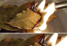 How Burning Bay Leaves Can Improve Indoor Air Quality in Unexpected Ways