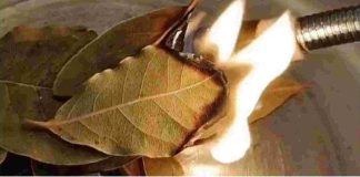 How Burning Bay Leaves Can Improve Indoor Air Quality in Unexpected Ways