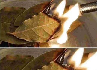 How Burning Bay Leaves Can Improve Indoor Air Quality in Unexpected Ways