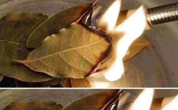 How Burning Bay Leaves Can Improve Indoor Air Quality in Unexpected Ways