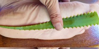 Aloe Vera’s Natural Healing Properties: A Home Remediest for Sore Feet