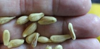 When You Squeeze Lemons, You Should Not Make the Mistake of Tossing Away the Seeds