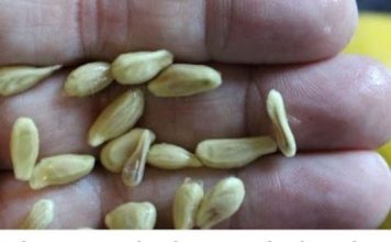 When You Squeeze Lemons, You Should Not Make the Mistake of Tossing Away the Seeds