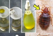 Bedbugs: the ingredient in your cupboards (and the garden) that helps eliminate them in record time