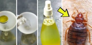 Bedbugs: the ingredient in your cupboards (and the garden) that helps eliminate them in record time