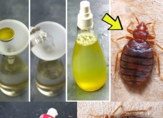 Bedbugs: the ingredient in your cupboards (and the garden) that helps eliminate them in record time