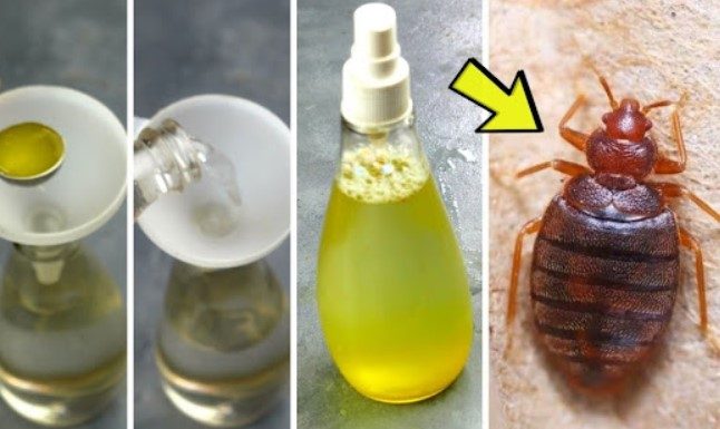 Bedbugs: the ingredient in your cupboards (and the garden) that helps eliminate them in record time