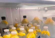 “This Simple Drink Could Melt Away Belly Fat Faster Than You Think—Discover the Power of Ginger Water!”