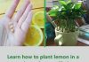 Unlock the Secret to Growing Lemon Trees Right in Your Cup: A Step-by-Step Guide!