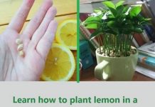 Unlock the Secret to Growing Lemon Trees Right in Your Cup: A Step-by-Step Guide!