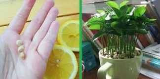 Unlock the Secret to Growing Lemon Trees Right in Your Cup: A Step-by-Step Guide!