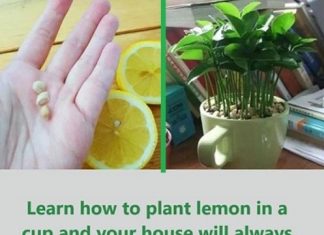 Unlock the Secret to Growing Lemon Trees Right in Your Cup: A Step-by-Step Guide!